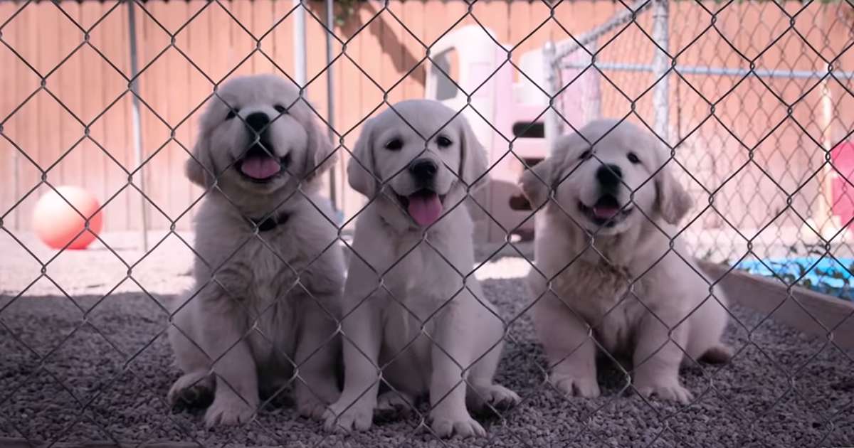 Dogs Trailer The Newest Netflix Documentary Series Is a Tearjerker