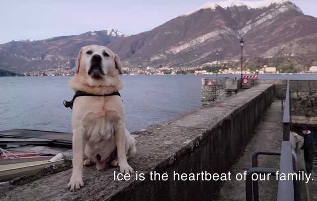 We Hardly Deserve the Pure, Fluffy Joy of Netflix's 'Dogs' Trailer