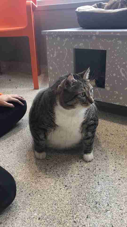 Shelter Workers Fall In Love With Goofy 28 Pound Cat The Dodo