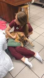 Vet holding sick and injured dog