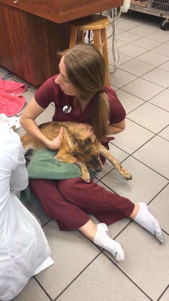 Vet holding sick and injured dog