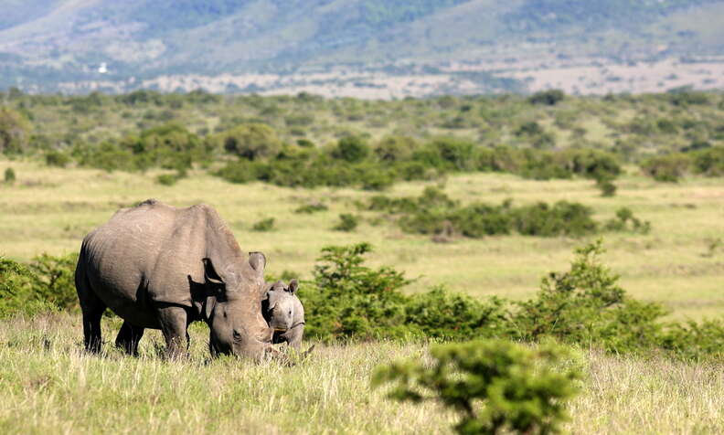 Wild rhinos in Africa