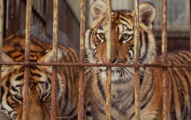 Caged tigers at a farm in China