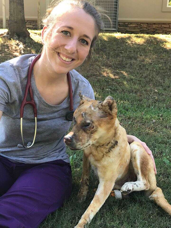 Woman vet sitting with injured dog