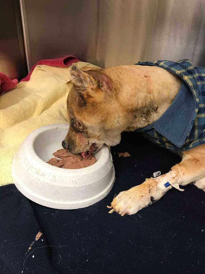 Injured dog eating out of bowl