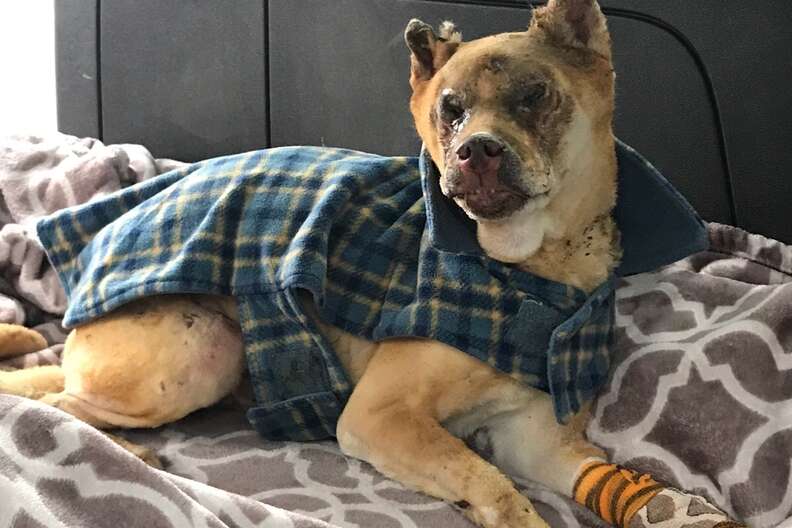 Injured dog lying on blanket