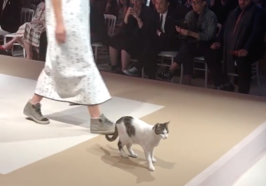 Stray Cat Walks Fashion Runway in Turkey and Fashion Sensation