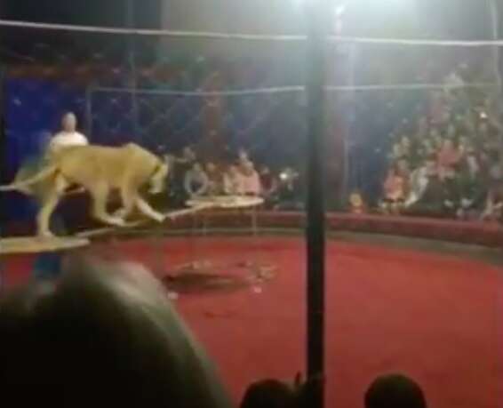 circus attack lion Russia