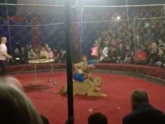 lion attack circus 