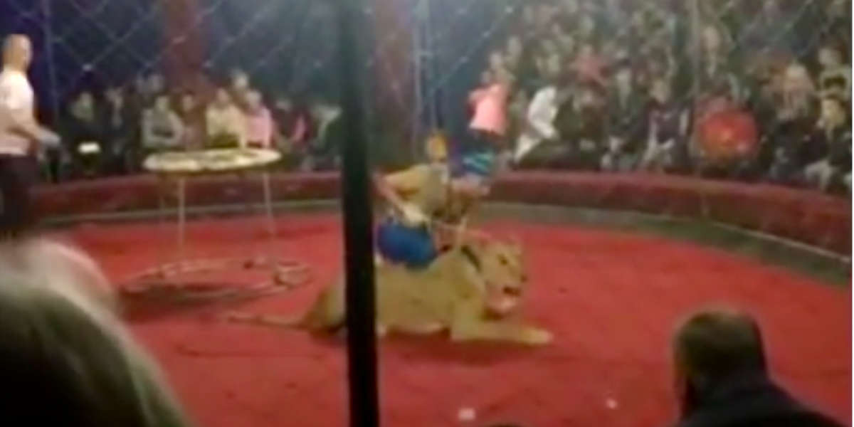 Circus Lion Attacks Child During Show In Russia - The Dodo
