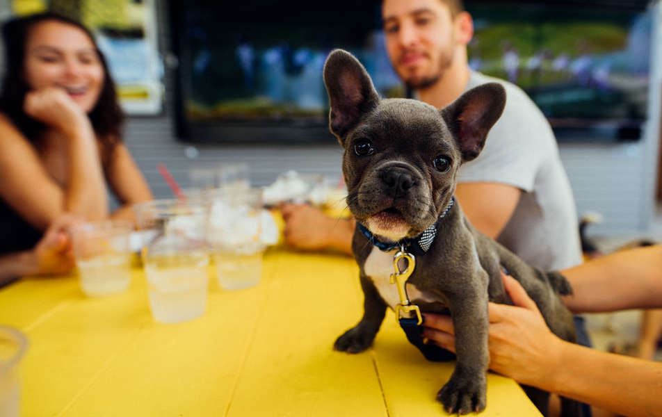 Mutts Cantina Internship 100 Per Hour to Pet Dogs Thrillist