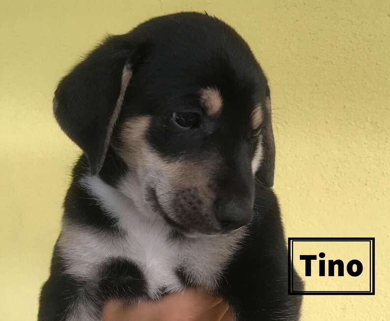 Puppy of abandoned pregnant dog in Costa Rica