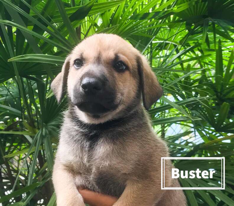 Puppy of abandoned pregnant dog in Costa Rica