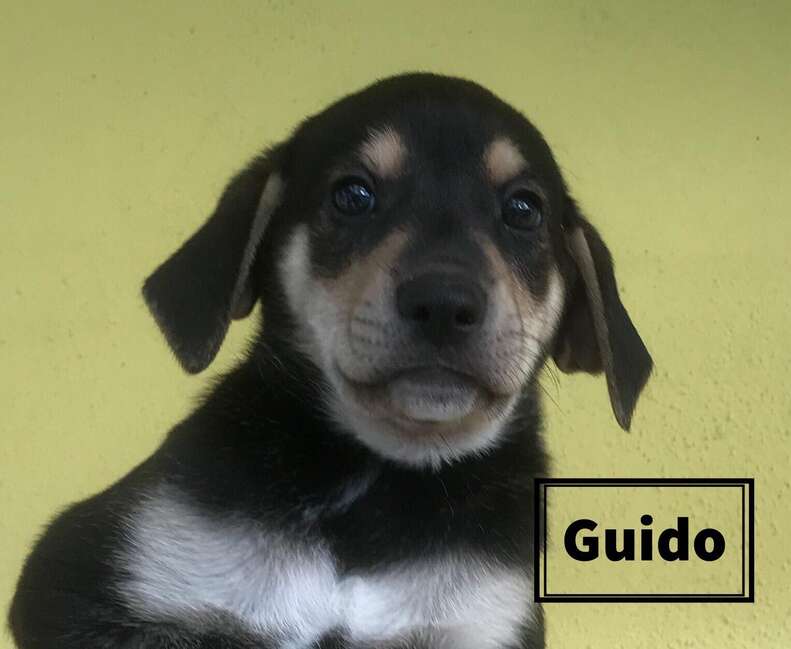 Puppy of abandoned pregnant dog in Costa Rica