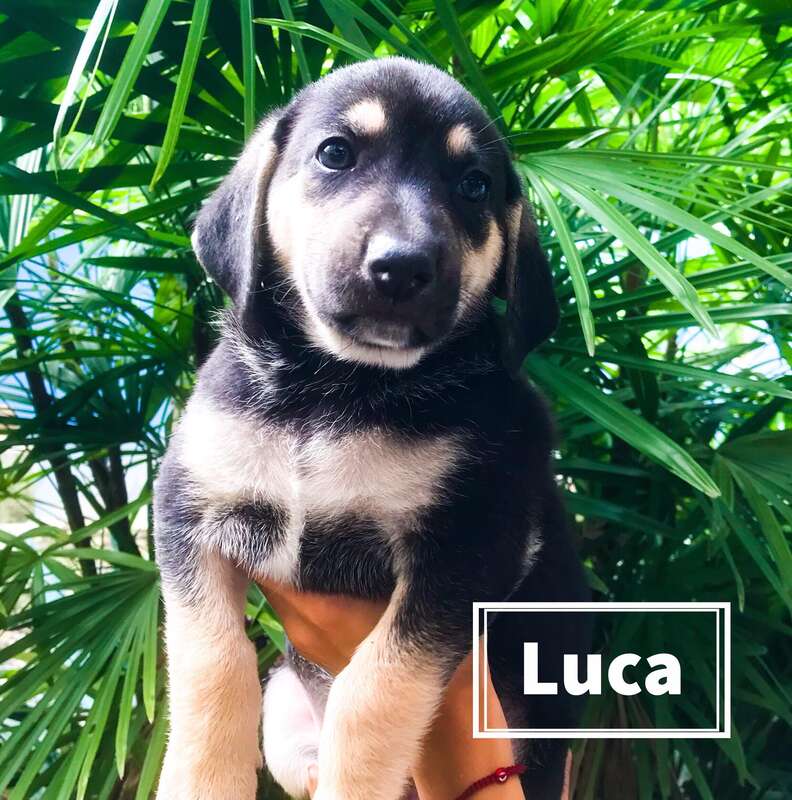 Puppy of abandoned pregnant dog in Costa Rica