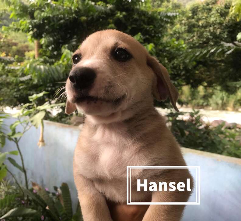 Puppy of abandoned pregnant dog in Costa Rica