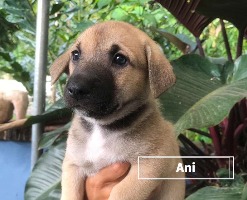 Puppy of abandoned pregnant dog in Costa Rica