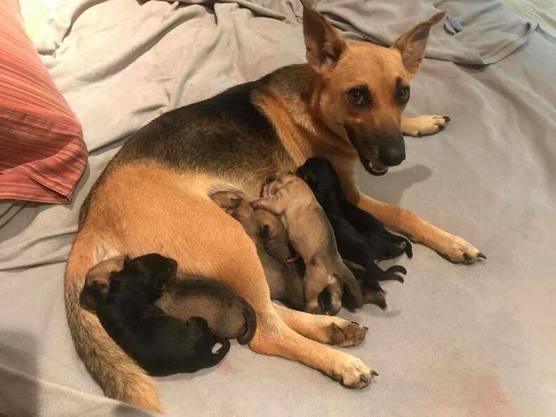 Abandoned pregnant dog in Costa Rica gives birth