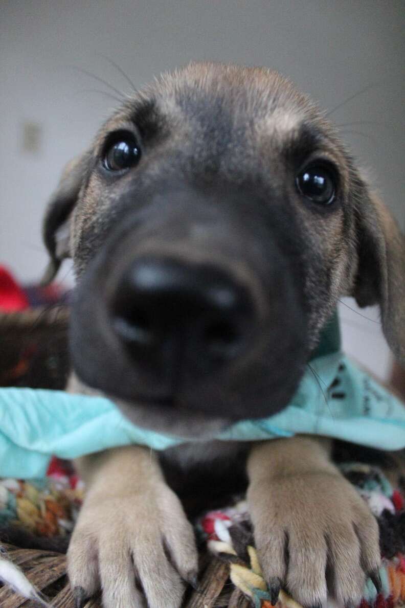 Puppy of abandoned dog in Costa Rica