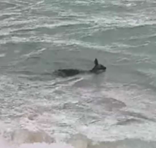 Victoria Police Rescue Drowning Kangaroo From Ocean Surf - The Dodo