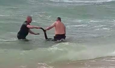 Kangaroo rescued from ocean in Australia