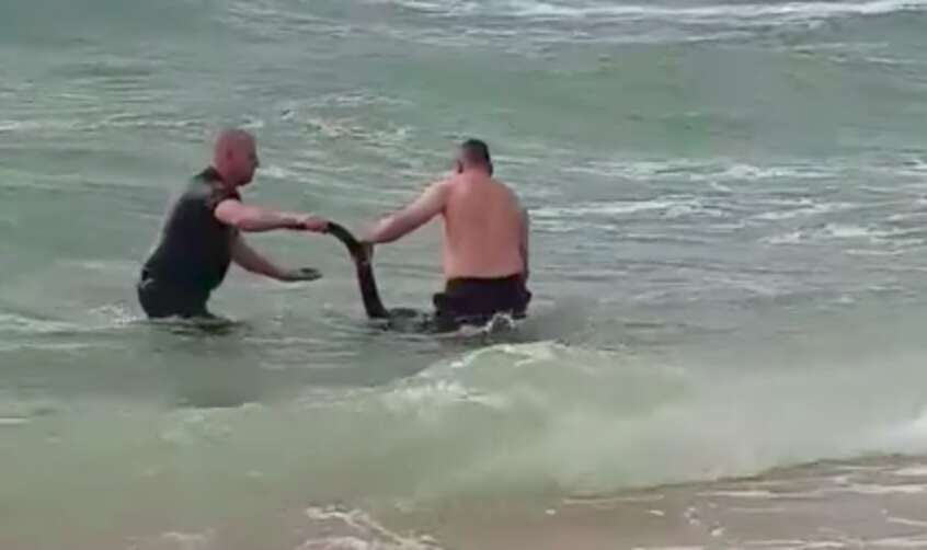 Victoria Police Rescue Drowning Kangaroo From Ocean Surf - The Dodo