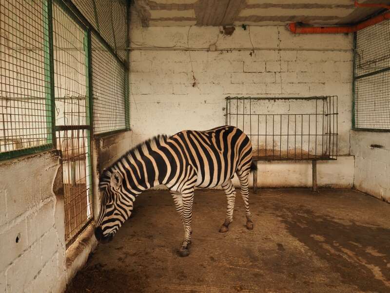 Zebra inside small zoo enclosure