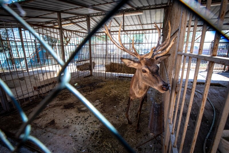 Rescuers Save Wild Animals Trapped In Horrible Albanian Zoo - The Dodo