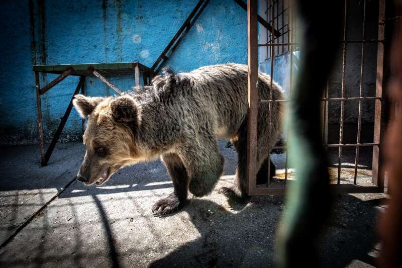 Sad looking bear inside Albania Zoo