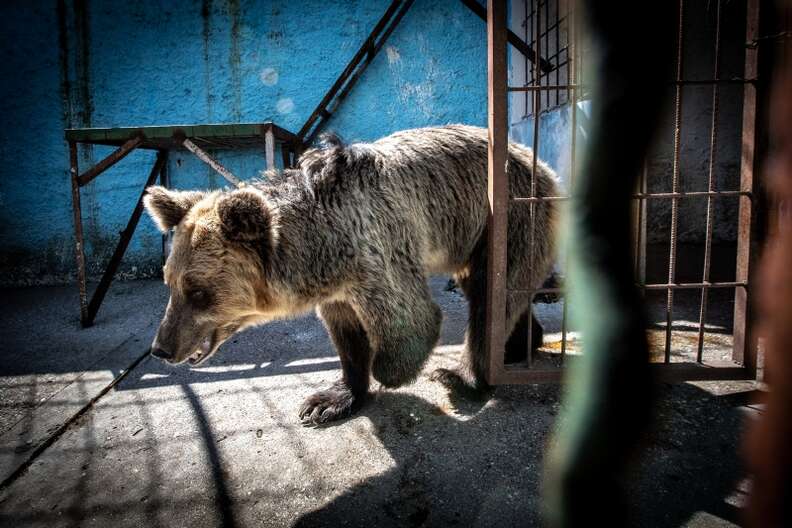 Rescuers Save Wild Animals Trapped In Horrible Albanian Zoo - The Dodo