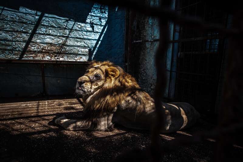 Lion inside dark cage