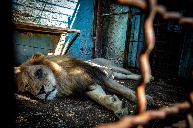 Captive lion with eye inside derelict zoo