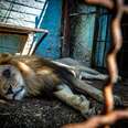 Sad looking lion lying on floor of zoo enclosure