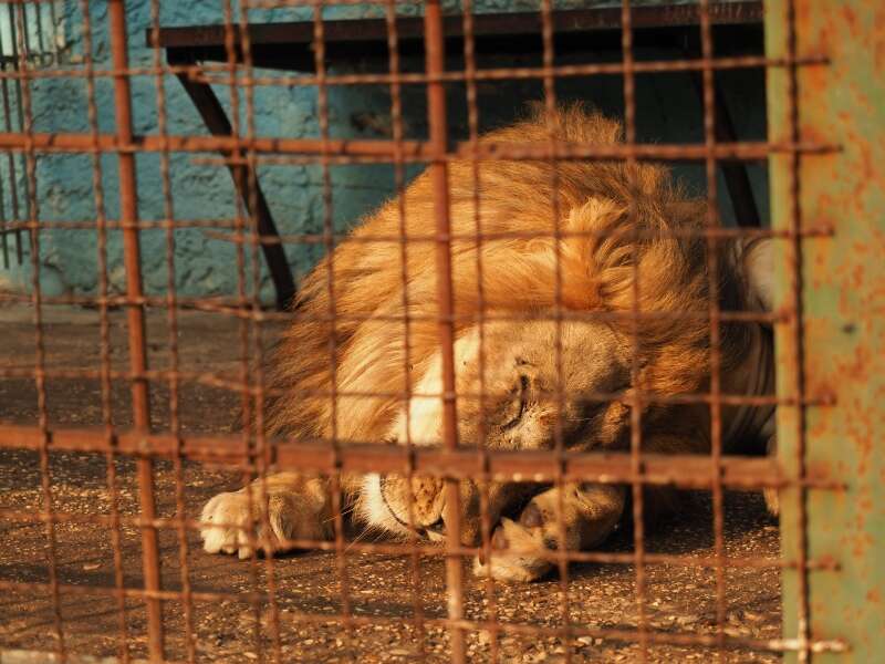 Lion inside tiny cage
