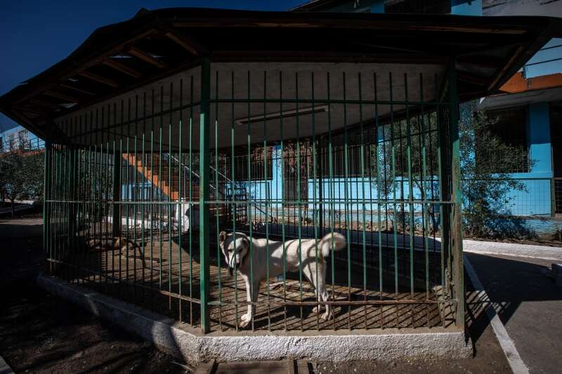 Dog displayed in cage at Albania Zoo