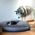 Alaskan malamute shares dog bed with tiny cat