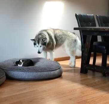 Alaskan malamute finds cat in her huge bed