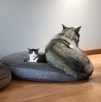 Alaskan malamute shares her bed with small rescue cat