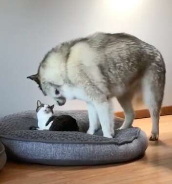 Alaskan malamute finds cat in her huge bed