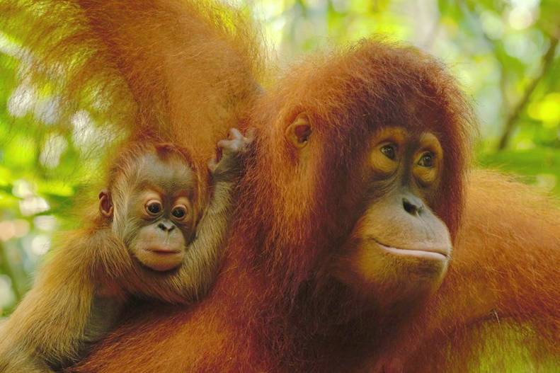 Wild Orangutan Mom Hugs Her Baby In Sweet Video The Dodo