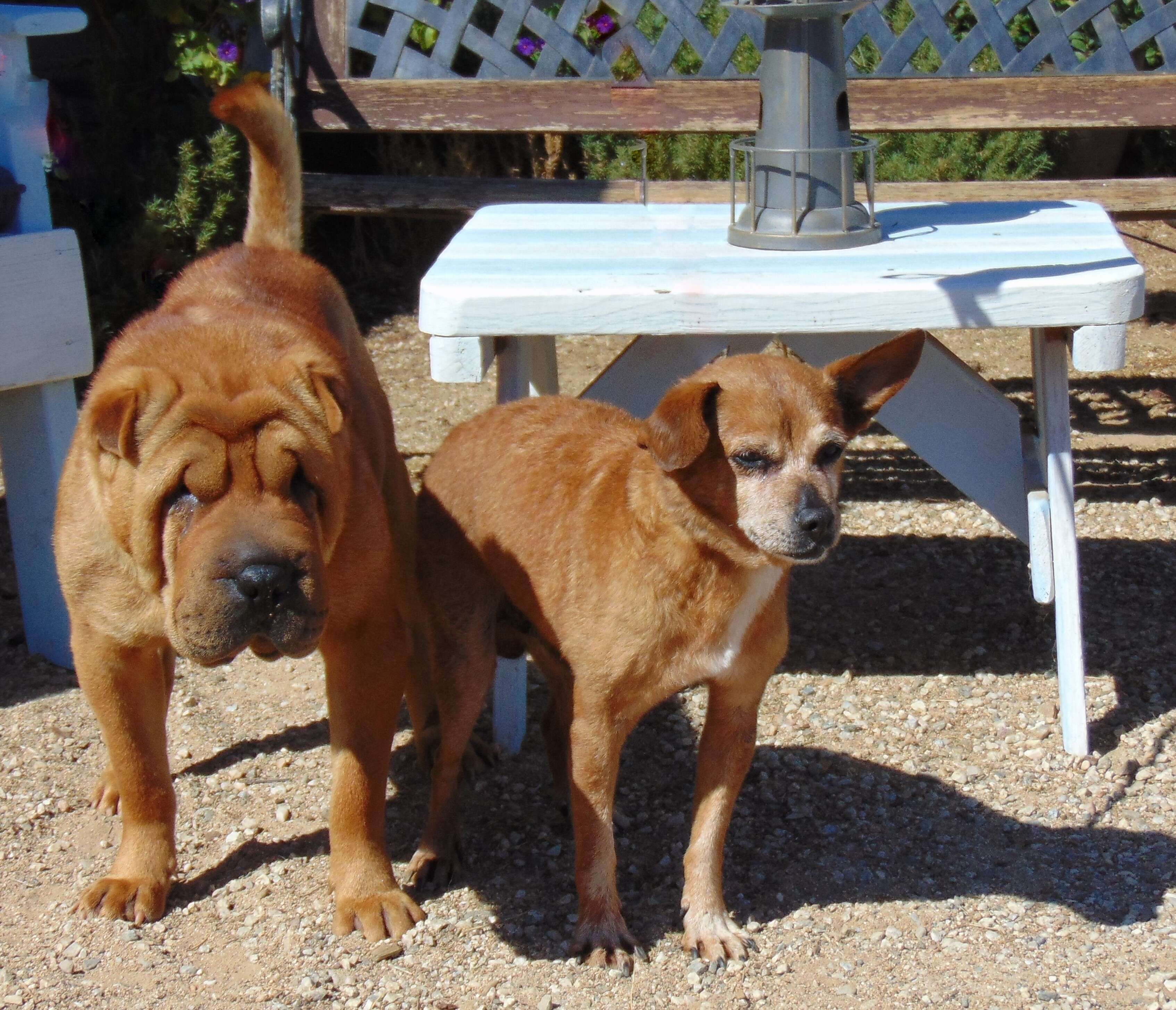 Bonded Chihuahua and Shar-Pei standing outside together