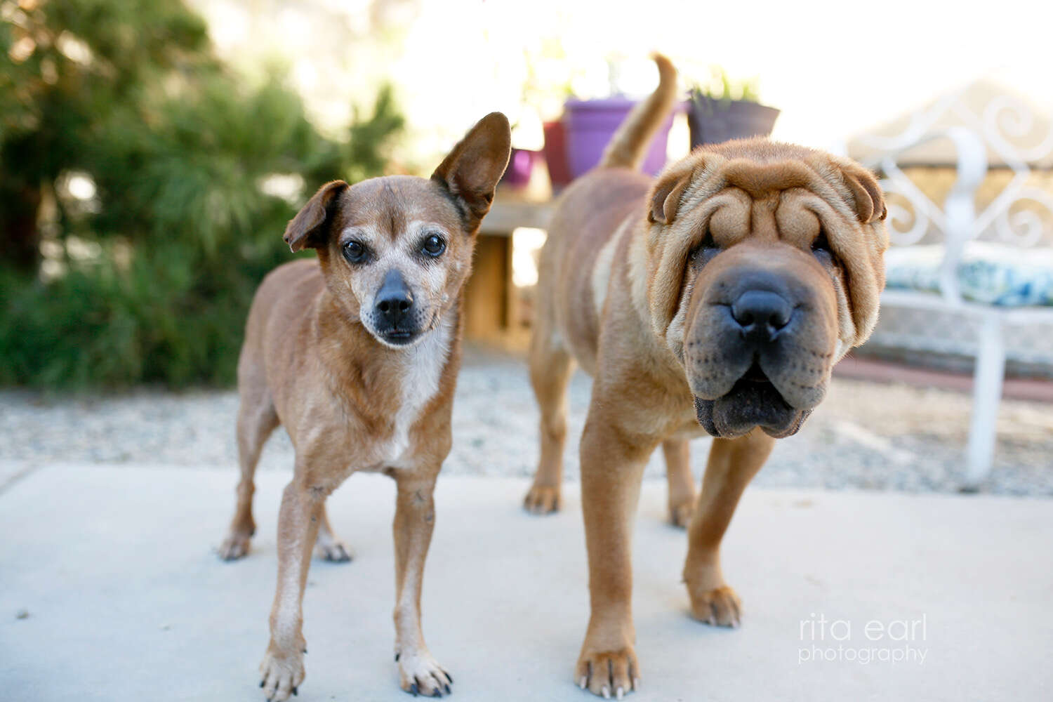 Chihuahua and Shar-Pei standing next to each other