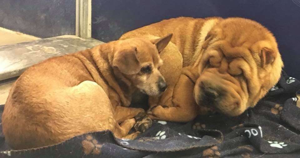Bonded Shar-Pei and Chihuahua in shelter kennel