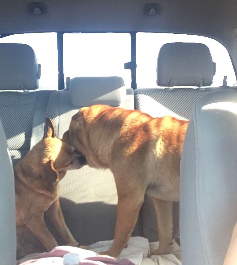 Bonded Chihuahua and Shar-Pei riding in the backseat of car