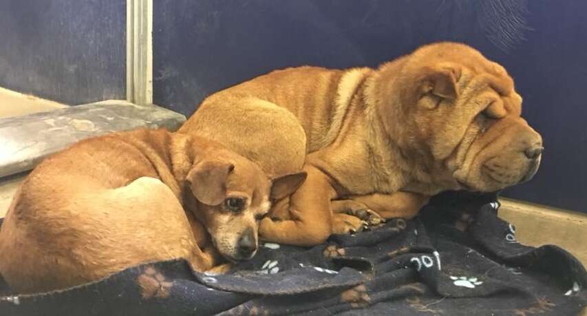Bonded Chihuahua and Shar-Pei in shelter kennel