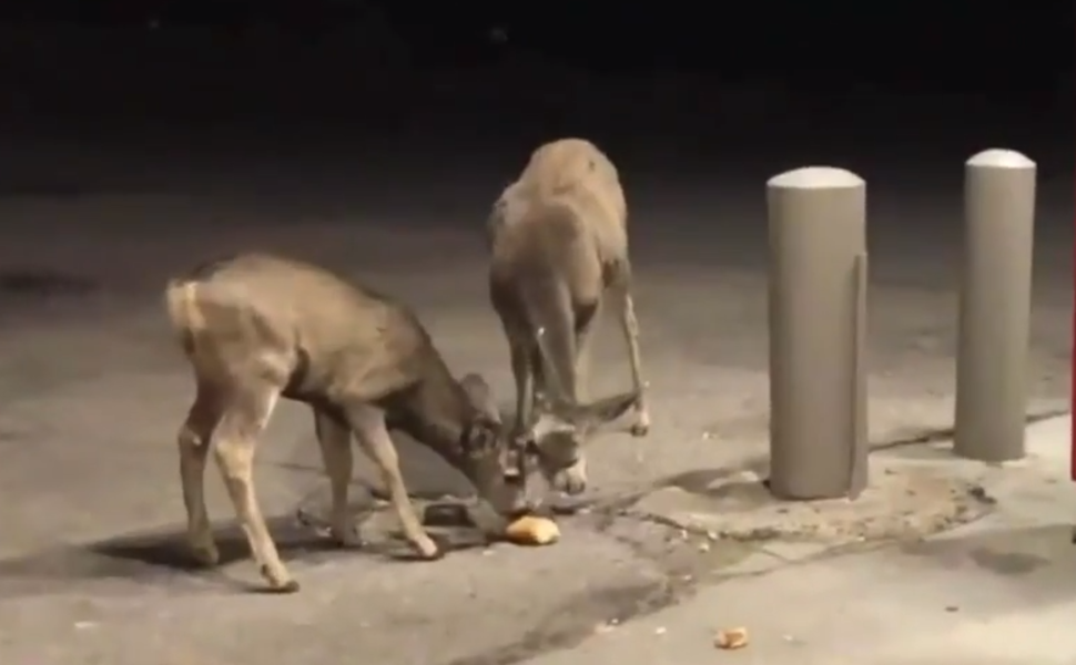 Colorado Park & Wildlife Officials Ask Not to Feed Deer Subway Bread