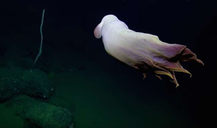 Ghost-like dumbo octopus spotted by scientists off California coast