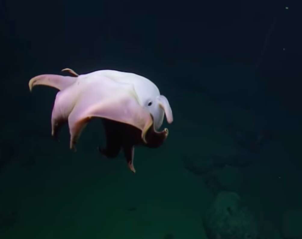 Scientists Spot Ghost-Like Dumbo Octopus Off California Coast - The Dodo