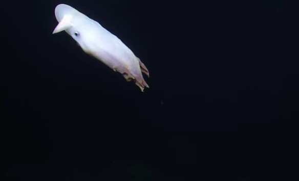 Ghost-like dumbo octopus spotted by scientists off California coast