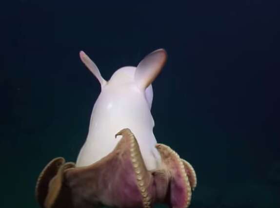 Scientists Spot Ghost-Like Dumbo Octopus Off California Coast - The Dodo